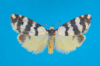 <i>Thallarcha trissomochla</I> Turner, 1940, male