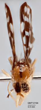 <i>Micronevrina apicalis</i> Holotype
