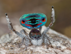 <i>Maratus sarahae</i> Waldock, 2013