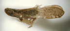 <I>Schuerrera ecarinata</I> Löcker & Fletcher, adult