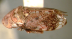 <i>Neovulturnus vanduzeei</i> (Kirkaldy), type species of <i>Neovulturnus</i> Evans.