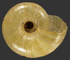 <em>Scagacola cavernula</em>, ventral view. 