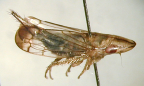 <i>Euacanthella impressa</i> Fletcher, adult male.