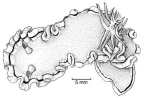 Family Chromodorididae. <i>Glossodoris rubroannulata</i>.(from Beesley, Ross & Wells 1998) [S. Weidland]