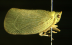 <i>Hypsiphanta minax</i> Jacobi, type species of <i>Hypsiphanta</i>.