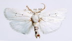 <I>Cryptophasa byssinopus </I>Turner, 1902 [photo by Len Willan]