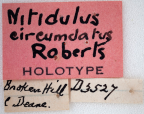 <i>Neosardus circumdatus</i> Holotype label.

It appears Roberts labelled the specimens as <i>Nitidulus</i> but published the genus as <i>Neosardus</i>. Hahn 1962 then referred to <i>Nitidulus</i> in the Macleay Museum.