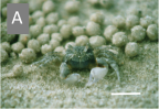 Sand Bubbler Crab with a pile of pellets of rejected inorganic material. [Scale bar = 1cm]