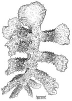 Family Tethydidae. <i>Melibe mirifica</i>.(from Beesley, Ross & Wells 1998) [S. Weidland]