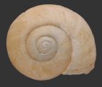 <em>Scagacola einasleigh</em>, dorsal view.
Diameter of shell: 18.5 mm
