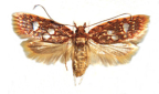 <I>Lophopepla asteropa</I> (Lower, 1900) [photo by Len Willan]