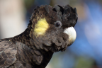 Yellow-tailed Black-cockatoo
