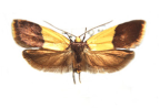 <I>Heteroteucha dichroella</I> (Zeller, 1877) [photo by Len Willan]