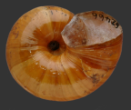 <em>Strangesta maxima</em>, ventral view.