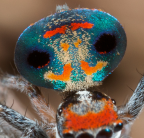 <I>Maratus amabilis</i> Karsch, 1878 detail of opisthosoma