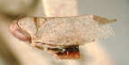 <i>Austrimonus melaleucae</i> (Kirkaldy), type species of <i>Austrimonus</i> Fletcher and Dai
