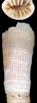 Calicular and lateral view of Placotrochides scaphula