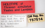 <i>Thraxan simulatus</i> Holotype label
