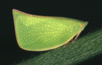 <i>Siphanta acuta</i> (Walker), type species of <i>Siphanta</i>.