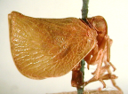 <i>Cotylana acutipennis</i> (Kirkaldy), male syntype, Cairns, Queensland.