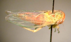 <i>Maroopula trixia</i> Webb, type species of <i>Maroopula</i> Webb.