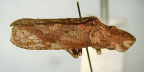 <I>Jukaruka grisea </I>Evans, adult.