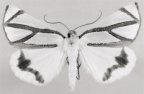 geometridae