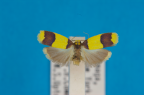  <i>Heterallactis microchrysa</i> Turner, 1940, female