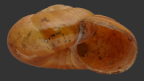 <em>Strangesta maxima</em>, apertural view.