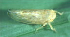 <I>Orosius canberrensis </I>(Evans), adult.