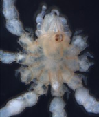 <I>Tanystylum zuytdorpi</I> from WA, from Arango (2008), dorsal view (in automontage Leica system)