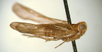 <I>Rokebia australis</I> Löcker & Fletcher, holotype