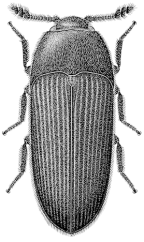 Aulonothroscus sp.