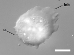 <i>Cochliopodium</i> sp., showing anterior lobopodium (lob) and posterior uroidal filaments (u) in the plane of the substrate. Some scales of the extracellular tectum appear in focus, in an arc near the anterior of the cell. Scale = 10μm.
