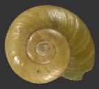 <em>Scagacola degenerata</em>, dorsal view.
Diameter of shell: 14.5 mm