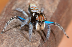 <i>Maratus plumosus</i> Otto & Hill, 2013