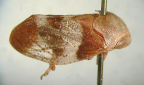 <i>Polychaetophyes serpulidia</i> Kirkaldy, type species of <i>Polychaetophyes</i> Kirkaldy.