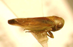 <I>Austrocerus ipo</I> (Kirkaldy), adult.