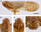 <i>Chidaea algida</i> Löcker and Holzinger, A: <i>habitus</i>, B-D: head.