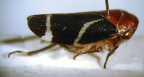 <I>Eurymeloides bicincta </I>(Erichson), adult, colour variant.