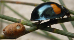 <i>Orcus bilunulatus</i>, beside one of the <i>Casuarina</i> scales upon which they feed