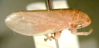 <I>Basilioterpa pallida</I> (Evans), adult.