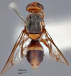 <i>Bactrocera (Bactrocera) curreyi</i> Holotype