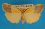 <i>Threnosia heminephes</i> (Meyrick, 1886), male