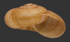 <em>Scagacola brigalow</em>, apertural view.