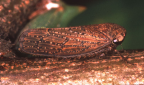 <I>Austrotartessus monteithi </I> F. Evans, adult on River Mangrove at Patonga, New South Wales.