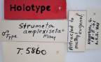 <i>Strumeta amplexiseta</i> Holotype label