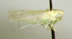 <I>Austroasca bractigera</I> Lower, adult male.