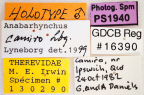 <i>Anabarhynchus camiro</i> label