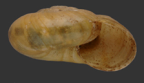 <em>Scagacola eddiei</em>, apertural view.